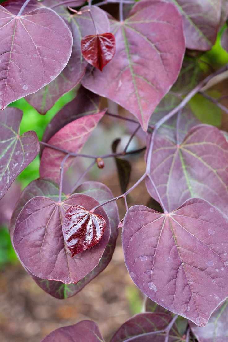 purple garden plant Cercis canadensis