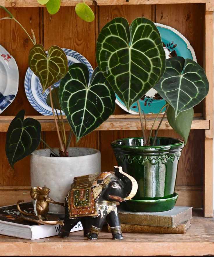 Anthurium Clarinervium feng shui plant