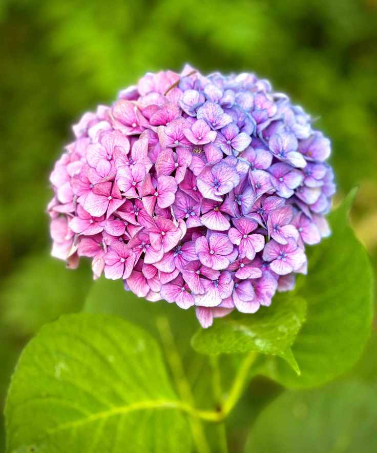 pink and blue hydrangea flowerhead