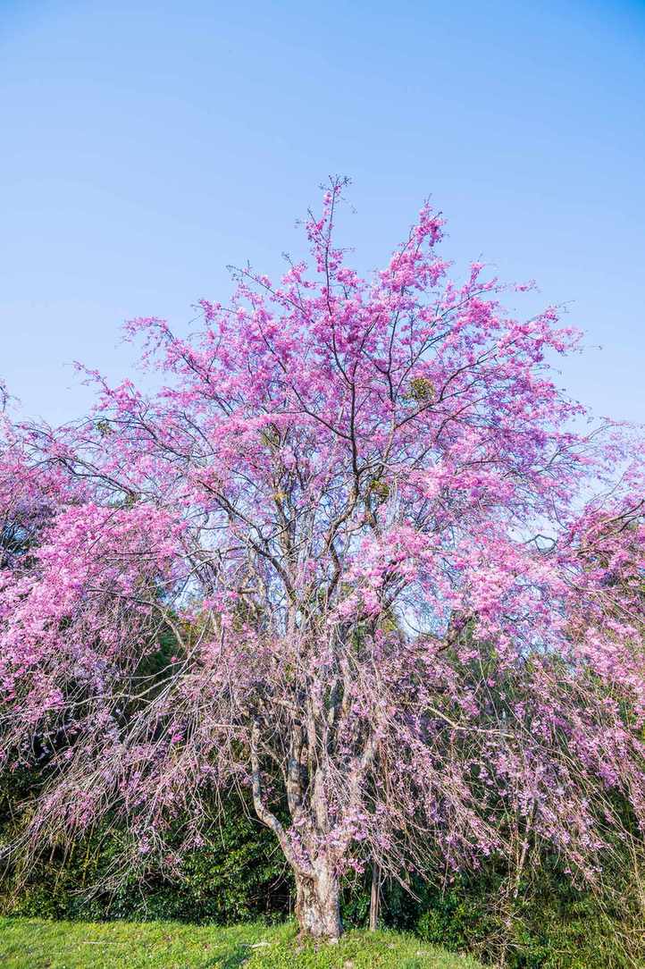 Weeping Cherry tree in bloom
