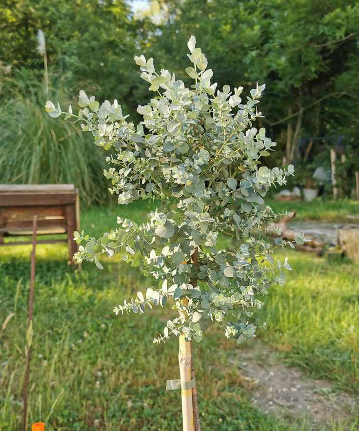 Eucalyptus planted in a sunny backyard