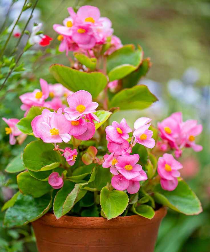 Begonia semperflorens