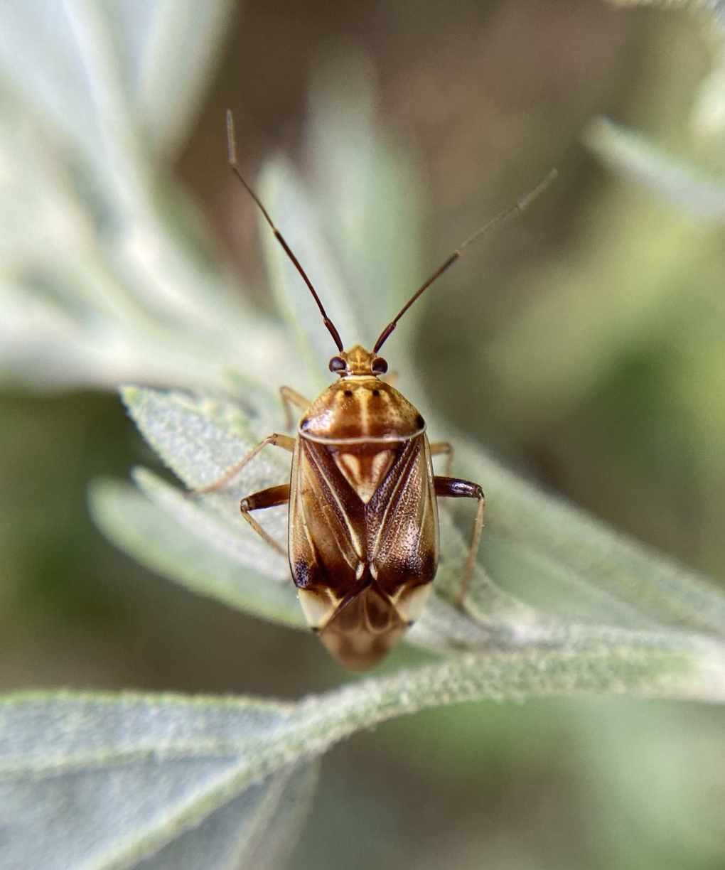 Tarnished plant bug close-up on a plant