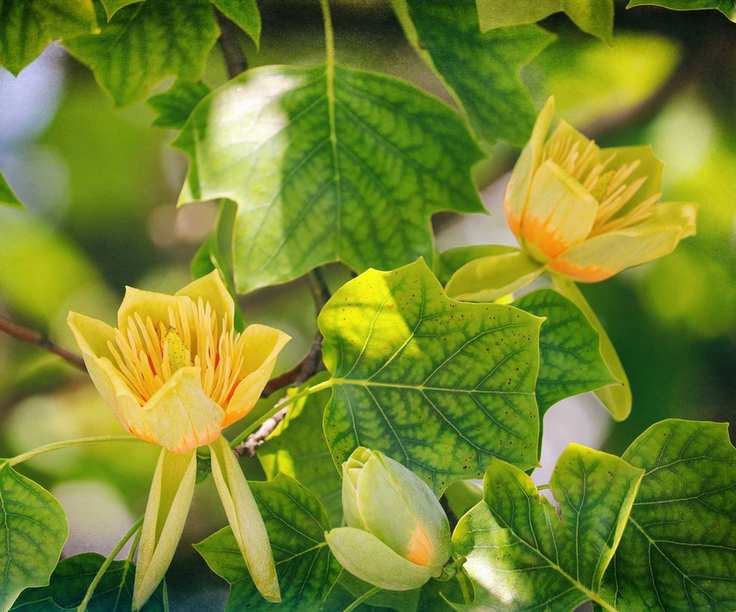 yellow tulip tree flowers