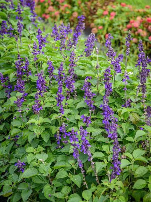 Salvia, Big Blue with flowers
