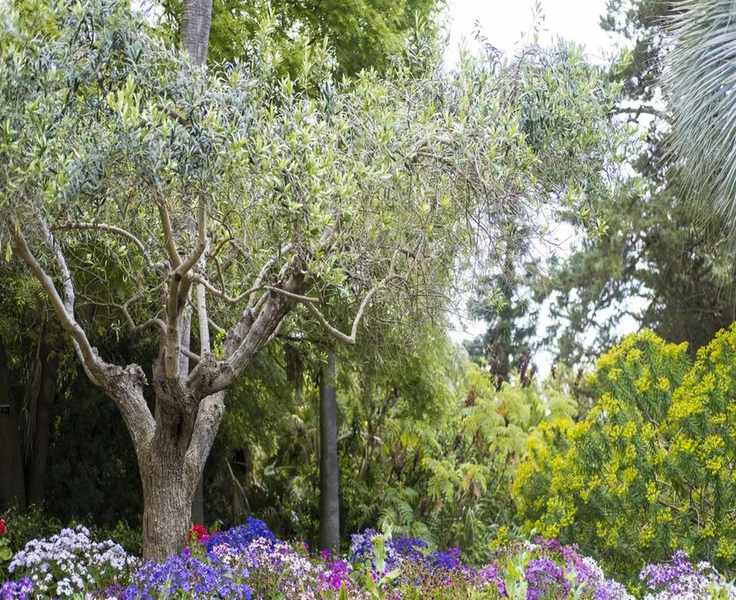 Essential Tips for Growing and Caring for Olive Trees