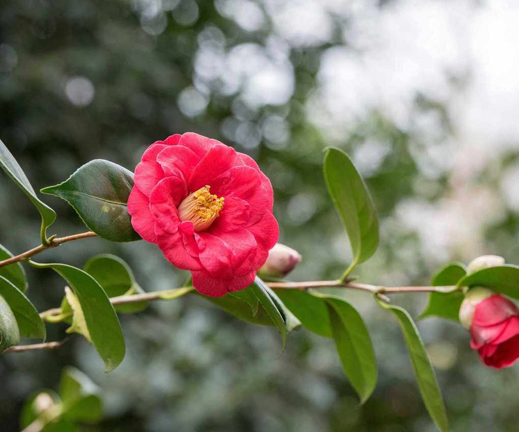 Camellia japonica 'Adolphe audusson'