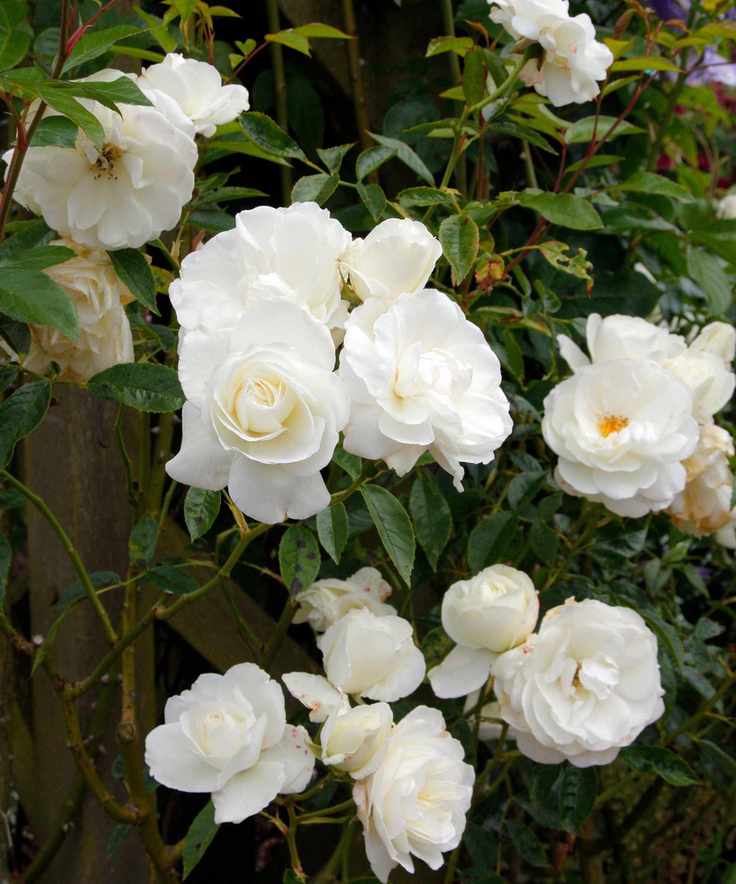 white climbing Iceberg rose