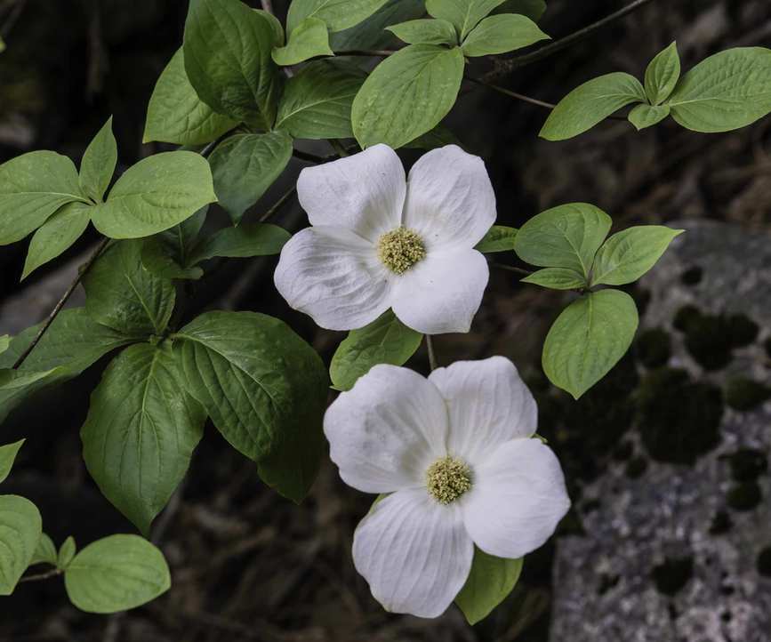 Pacific dogwood flowering with white blooms