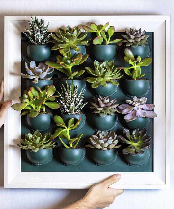 Living wall art succulent