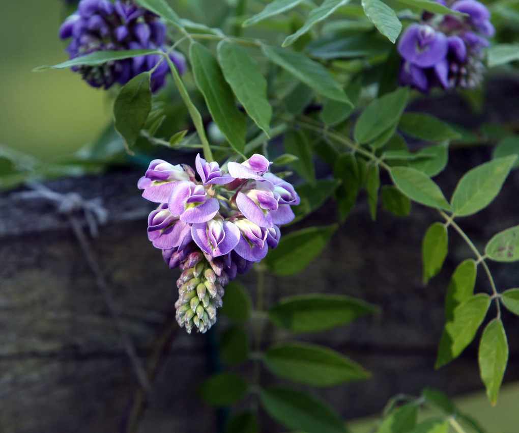 wisteria growing on fence
