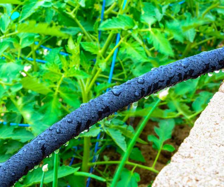 Water seeping through a soaker hose in the garden