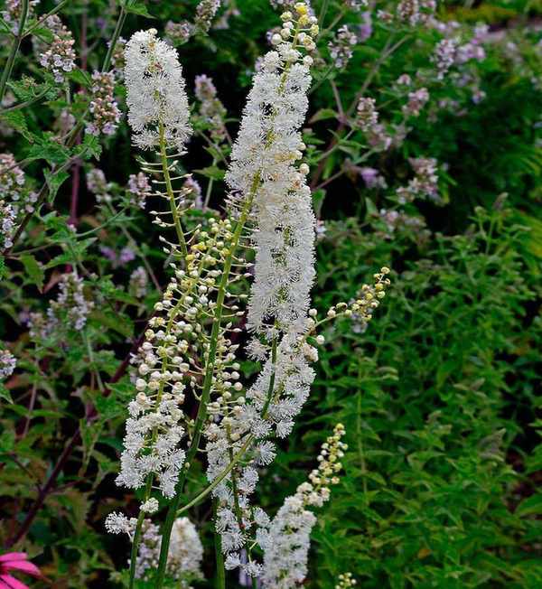 black cohosh flowers