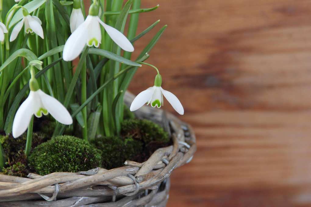 Decorative woven pot planted with snowdrops