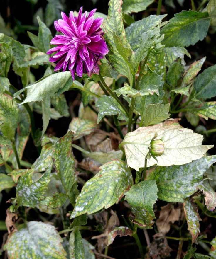 Dahlia smut disease