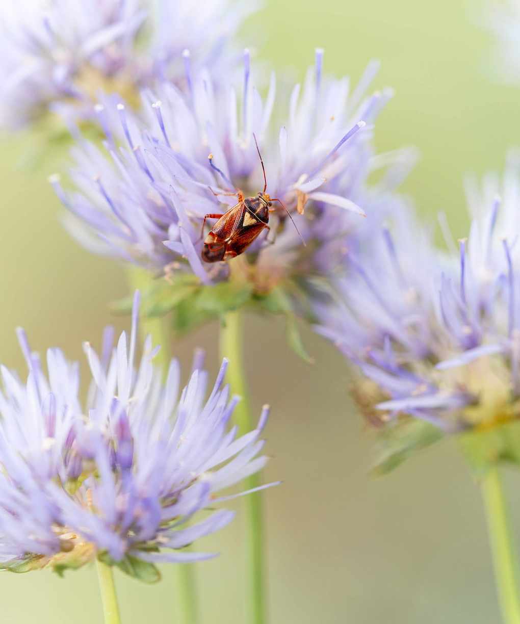 A tarnished plant bug on a purple flower