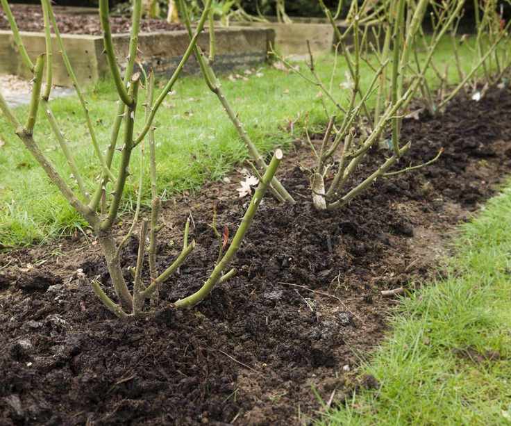 Mulching roses in winter