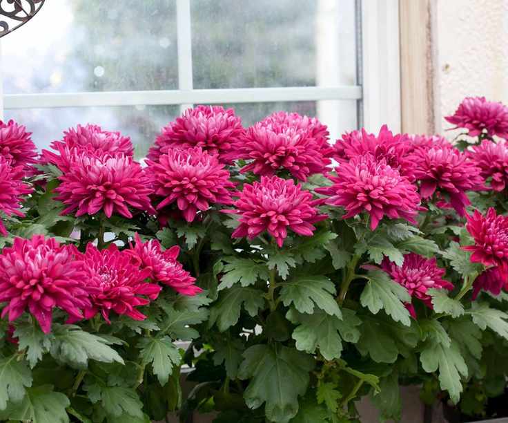 red chrysanthemums in window box