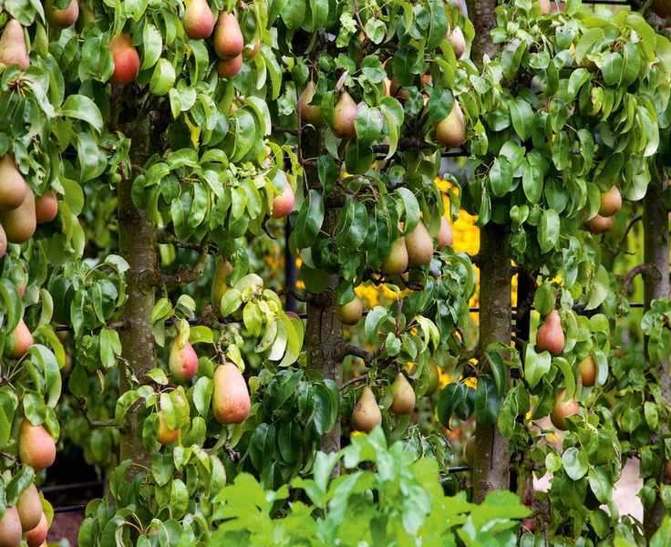 Espaliered pear trees