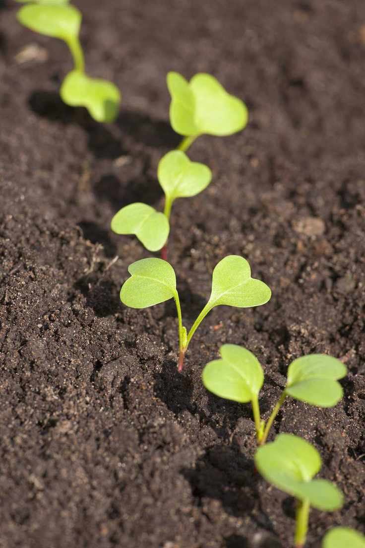 Radishes in Growing Radishes