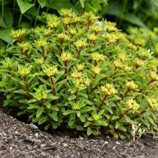 Rock 'n Round® Bright Idea Sedum