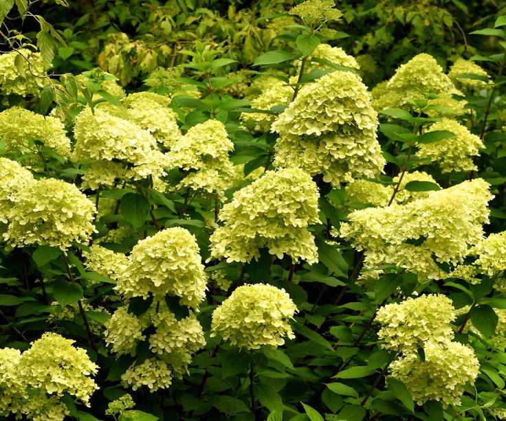 hydrangea Limelight flowering in summer border