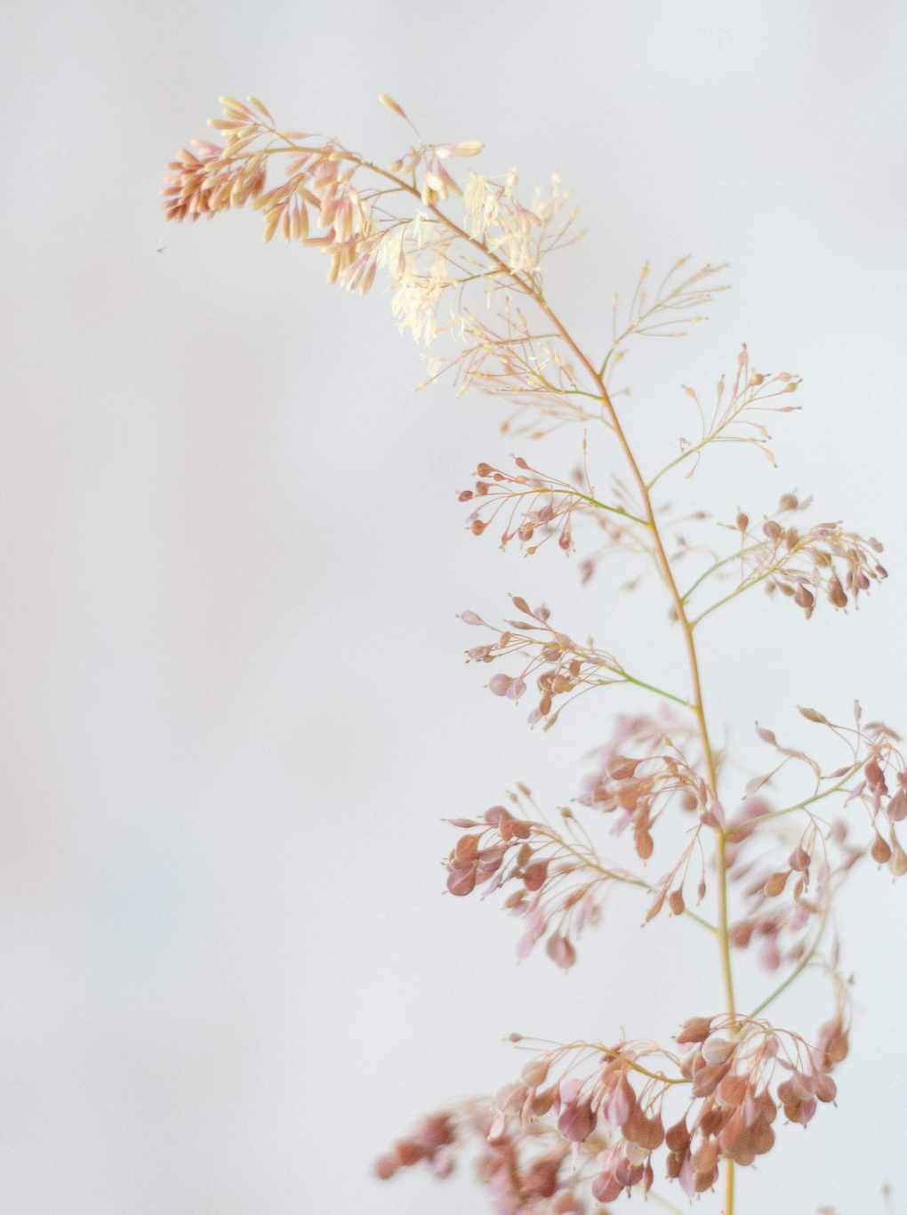 summer flower display