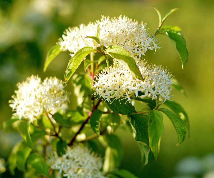 Flowering dogwood with white blooms