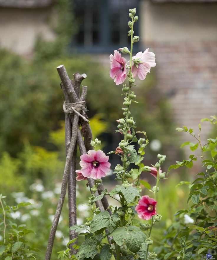 hollyhocks growing in Victorian cottage garden at Hardy's cottage, former home of Thomas Hardy National Trust