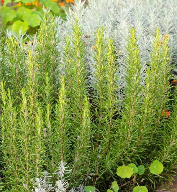 Rosemary plant in border