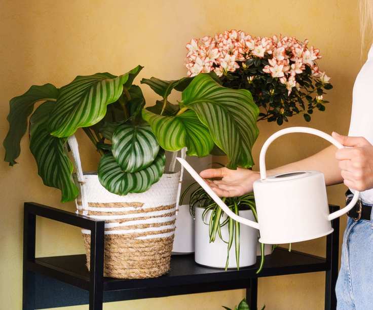 Watering calatheas