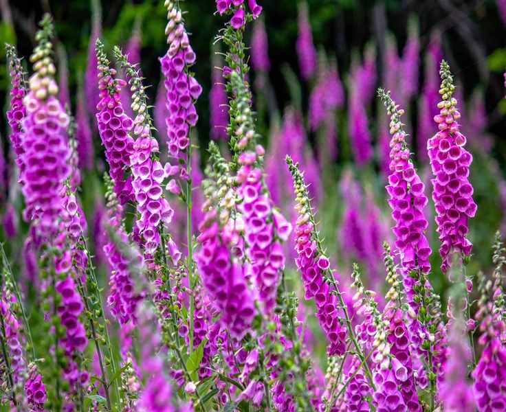 Purple foxglove