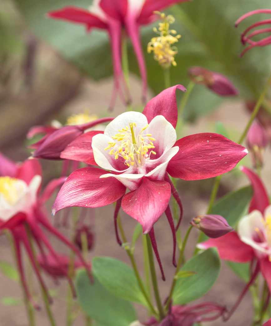 pink and white aquilegia