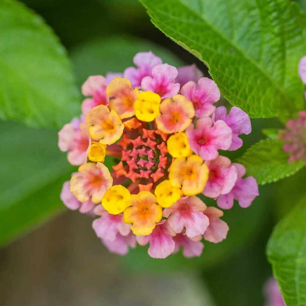 Lantana, Landmark Rose Sunrise