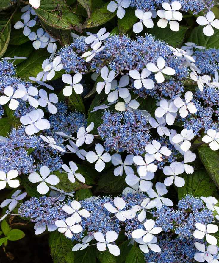 hydrangea bluebird flowering in summer display