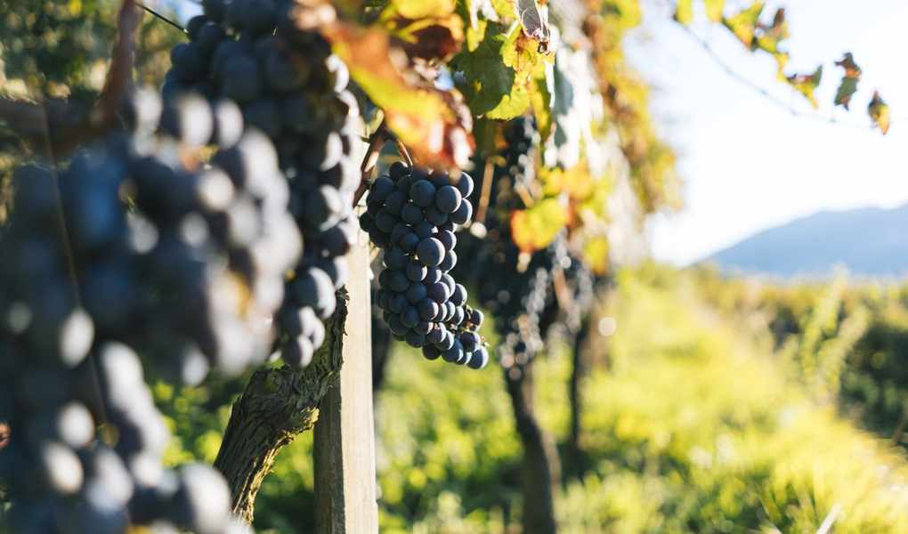 Mastering Muscadine Grapes: Essential Tips for Planting and Care