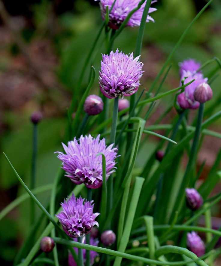chives growing in garden