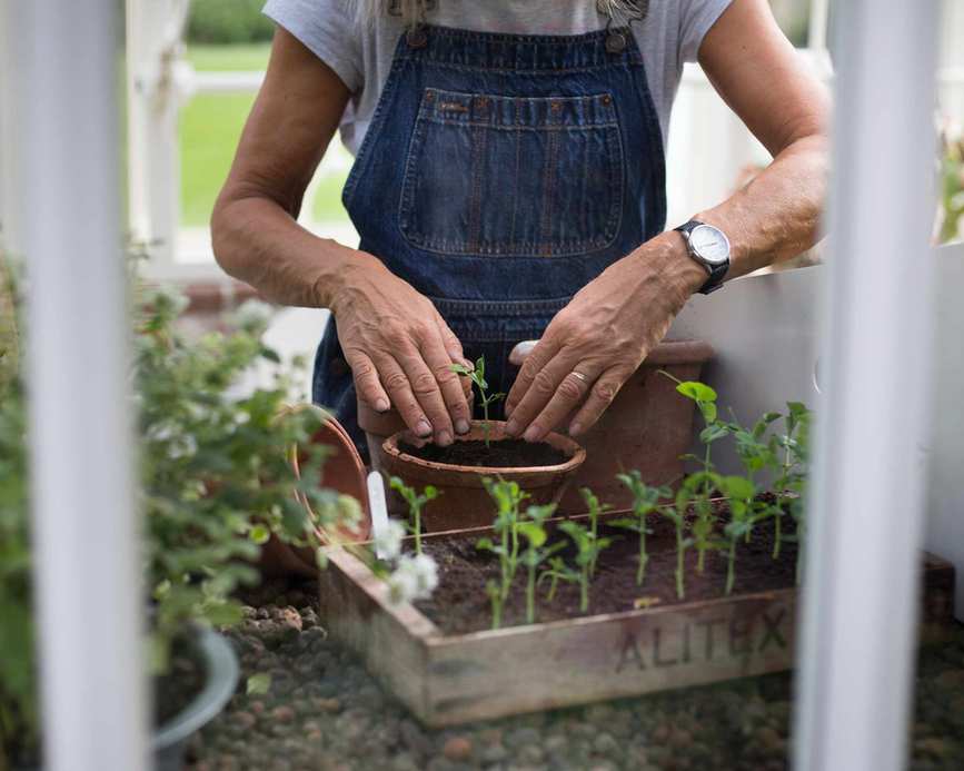 planting seedlings in a greenhouse