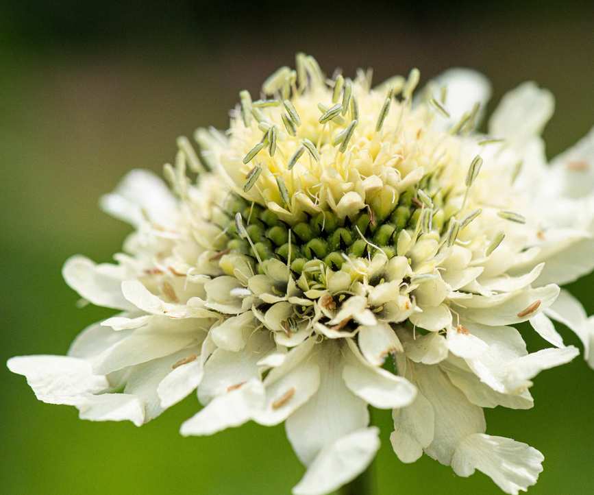Giant Scabious