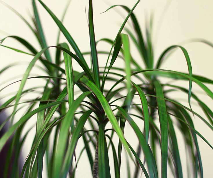 Close up of dragon tree narrow leaves