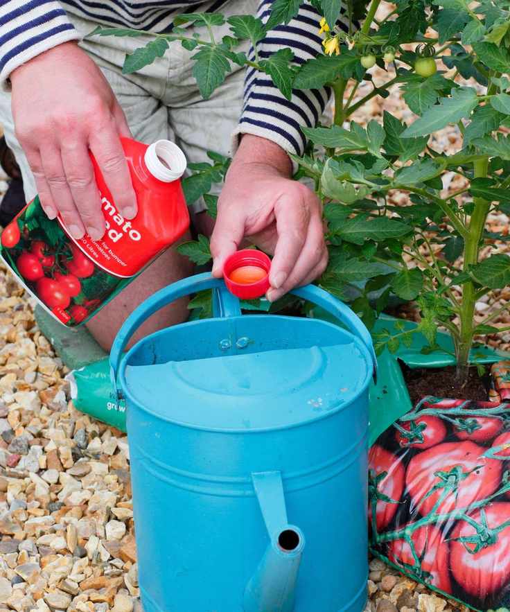 A gardener mixing tomato fertilizer to feed tomato plants