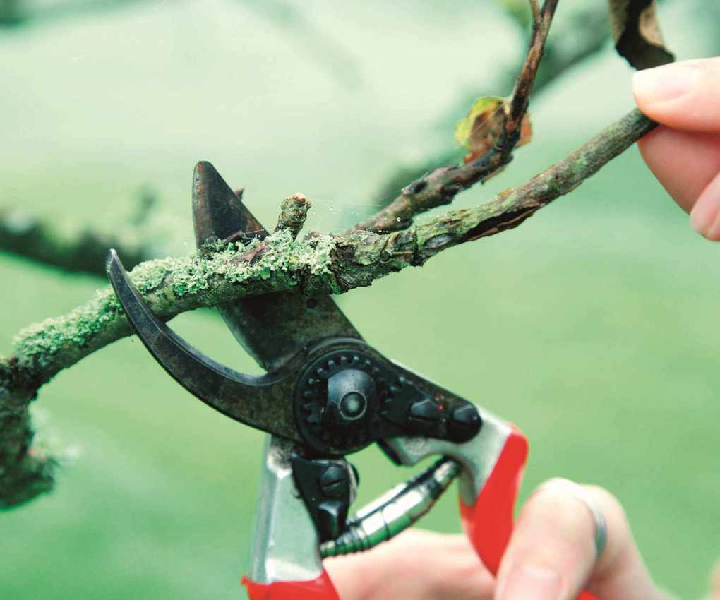 Pruning an apple tree with a pair of pruning shears