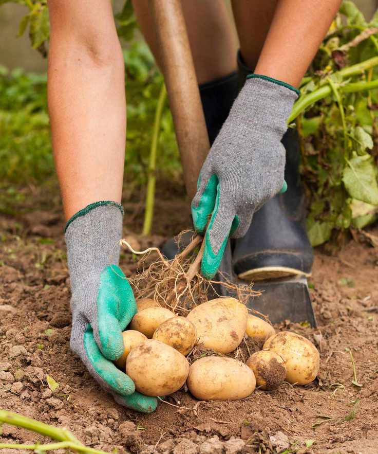 Harvesting potatoes
