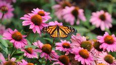 A golden-winged butterfly is visiting the pinkish-purple blooms of a purple coneflower plant