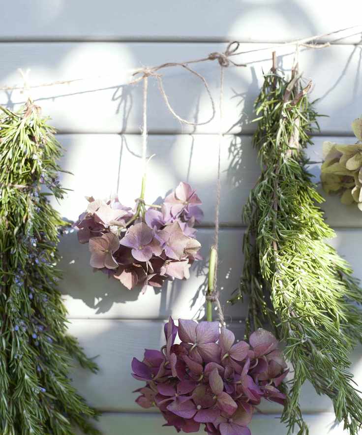 Hanging stems of pink hydrangea