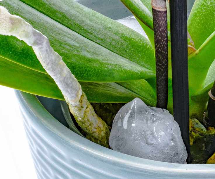 Ice cube in an orchid pot showing leaves and aerial roots