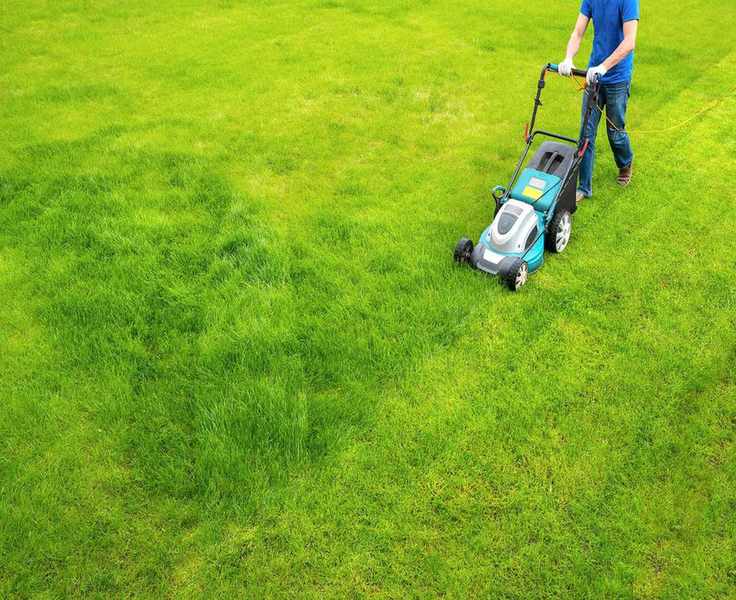 Top 5 Electric Lawn Mowers for Every Expertise Level