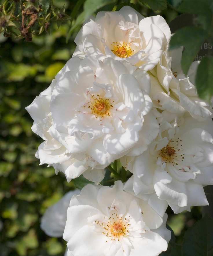 fragrant rose Rosa 'Margaret Merril'