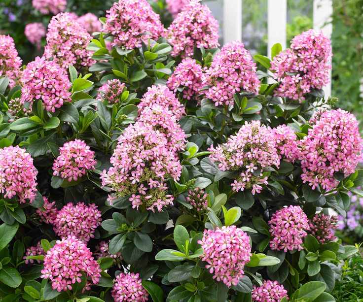 butterfly garden Escallonia laevis Pink Elle in bloom