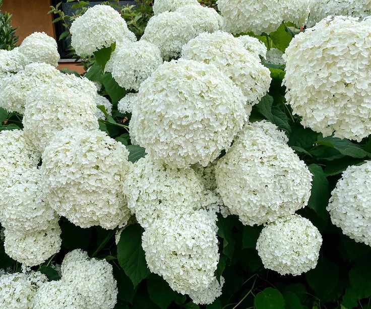 hydrangea annabelle flowering in summer border